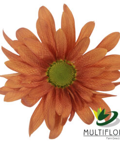multiflora.com orange atlantis oa1