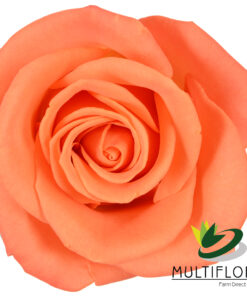 multiflora.com orange crush r oc 1