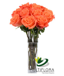 multiflora.com orange crush r oc 4