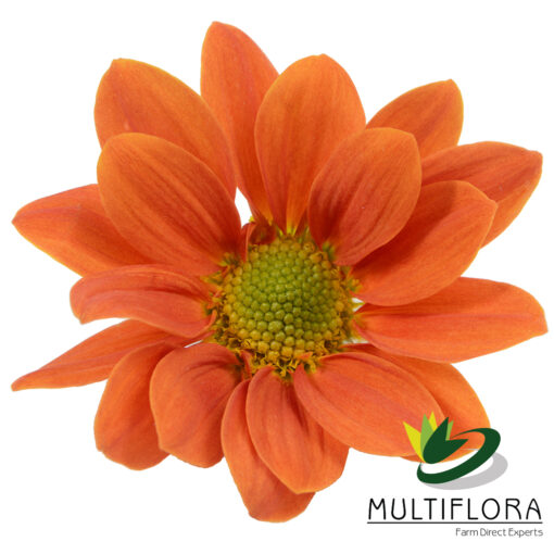multiflora.com orange managua om2 1