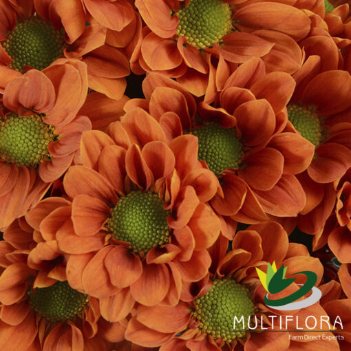 multiflora.com orange managua om3 1