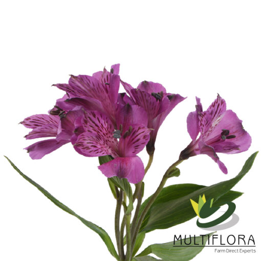 multiflora.com palermo palermo 1