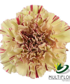 multiflora.com paoletto paoletto 3