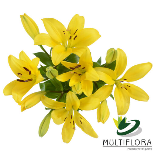 multiflora.com pavia 3