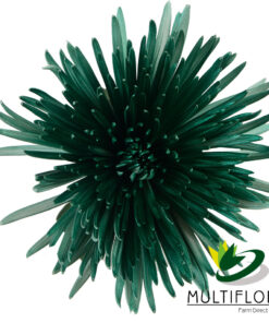 multiflora.com pine green pine green 1 1