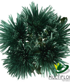 multiflora.com pine green pine green 2