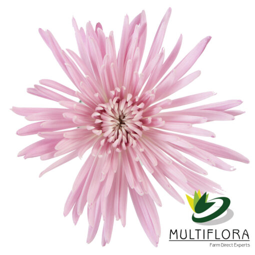 multiflora.com pink anastasia 1