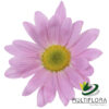multiflora.com pink atlantis pa 2