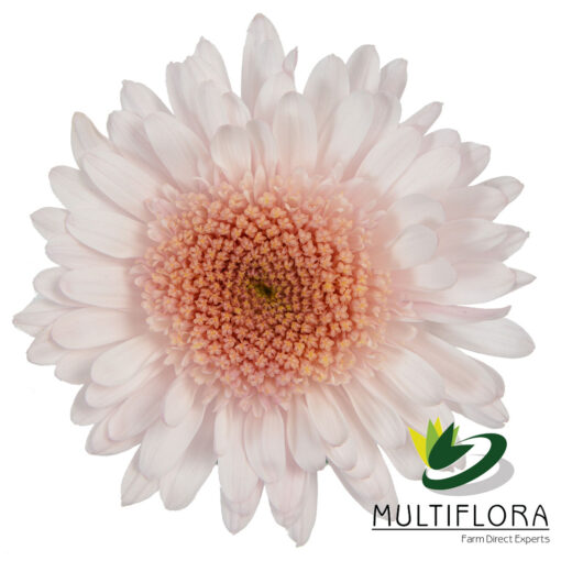 multiflora.com pink eleonora 1