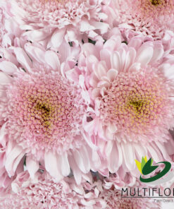 multiflora.com pink eleonora 3