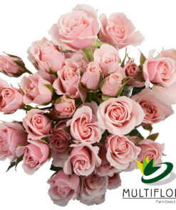 multiflora.com pink majolika pink majolika 1