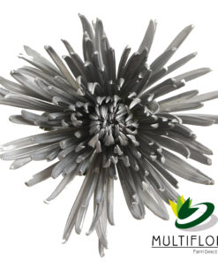 multiflora.com platinum gray platinum gray 1
