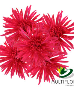 multiflora.com raspberry pink everyday spider muns raspery pink 2
