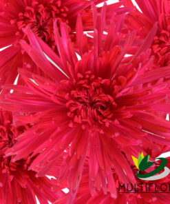multiflora.com raspberry pink everyday spider muns raspery pink 3