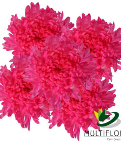multiflora.com raspberry pink raspberry pink 2