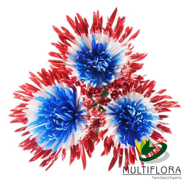 multiflora.com red blue spider duo tone patriotic holiday red blue spider duo tone 4
