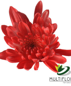 multiflora.com red tinted red tinted 1