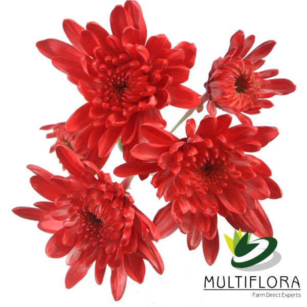 multiflora.com red tinted red tinted 2