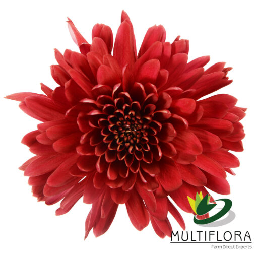 multiflora.com red tornado 1