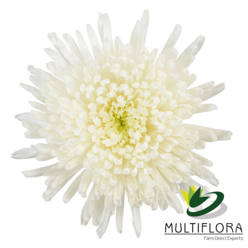 multiflora.com regina white 1