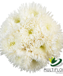 multiflora.com regina white 2