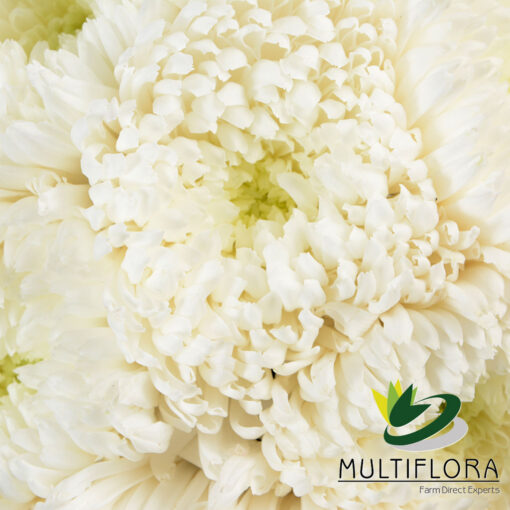 multiflora.com regina white 3