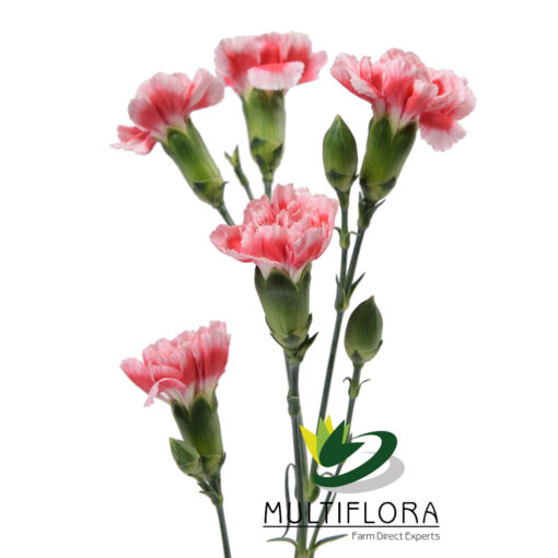 multiflora.com scarlette plus 1