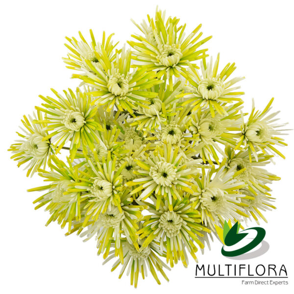 multiflora.com semi lemon green lime green 1