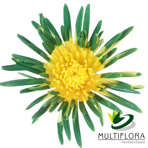 multiflora.com semi tinted green yellow spider st.patricks day semi tinted yellow green 1