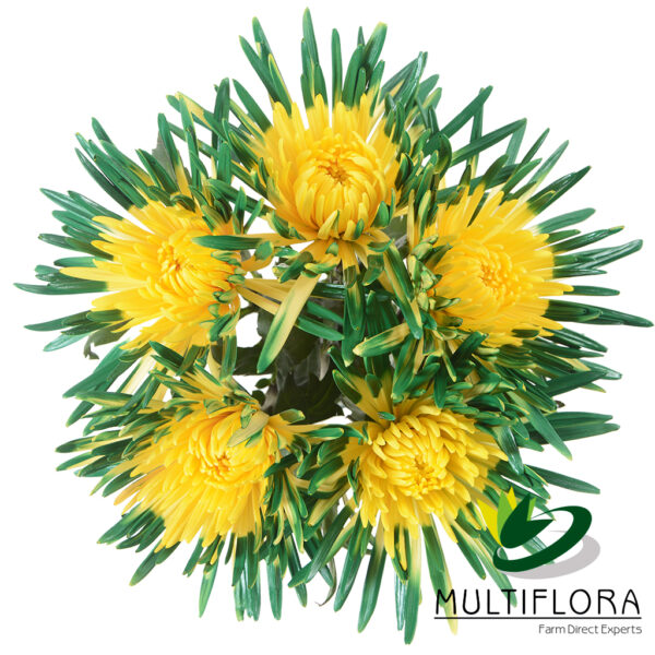 multiflora.com semi tinted green yellow spider st.patricks day semi tinted yellow green 4