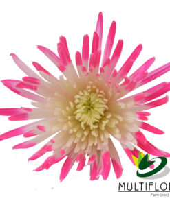 multiflora.com semi tinted raspberry pink semi tinted raspberry pink 1