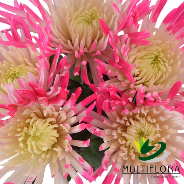 multiflora.com semi tinted raspberry pink semi tinted raspberry pink 4