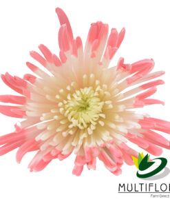 multiflora.com semi tinted watermelon pink semi tinted watermelon pink 1