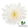 multiflora.com snow eleonora 1