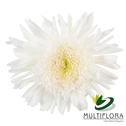 multiflora.com snow eleonora 1