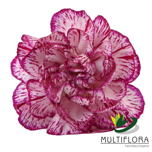 multiflora.com spectro 2