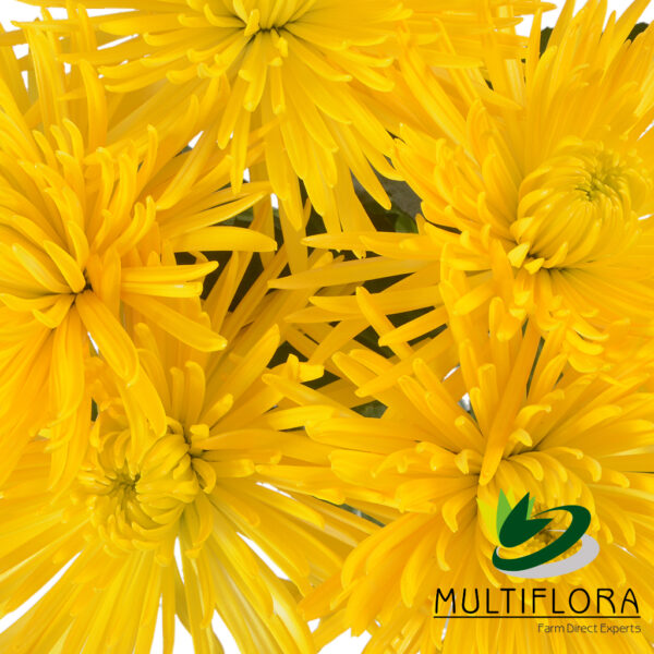 multiflora.com spider bumblebee yellow fall spider muns bumblebee yellow 4