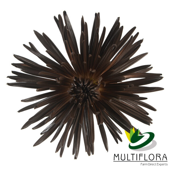 multiflora.com spider dark chocolate fall spider muns dark chocolate 1
