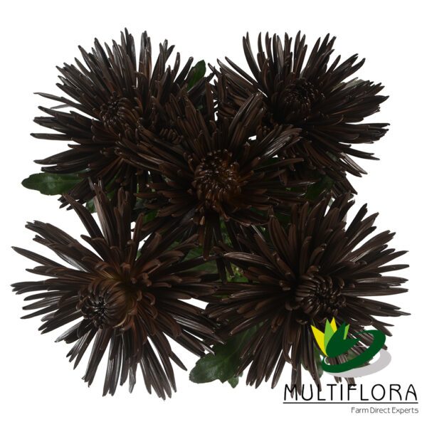 multiflora.com spider dark chocolate fall spider muns dark chocolate 3