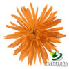 multiflora.com spider honey orange fall spider muns honey orange 1