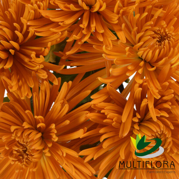 multiflora.com spider honey orange fall spider muns honey orange 4