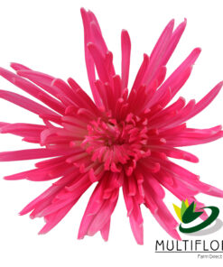 multiflora.com st raspberry pink valentine muns spider raspberry pink 1