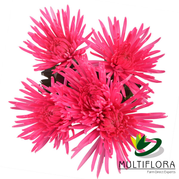 multiflora.com st raspberry pink valentine muns spider raspberry pink 3