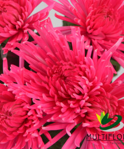 multiflora.com st raspberry pink valentine muns spider raspberry pink 4