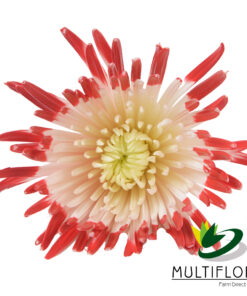 multiflora.com st semi tinted apple red valentina semi tinted apple red 1