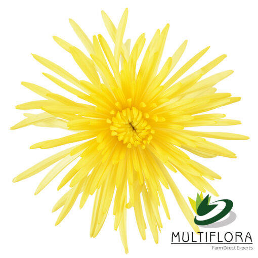 multiflora.com sunny anastasia 1