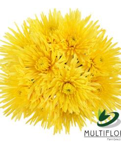 multiflora.com sunny anastasia 2