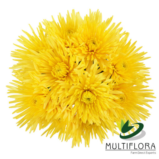 multiflora.com sunny anastasia 2