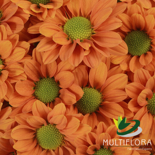 multiflora.com terrific terrific 1