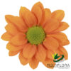 multiflora.com terrific terrific 3